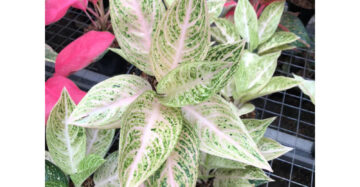 Aglaonema Legacy White Super 2 - 4 leaves