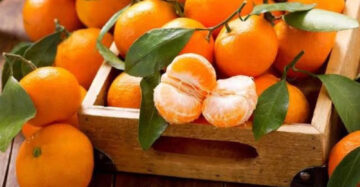 Citrus Mandarin 30 - 50cm