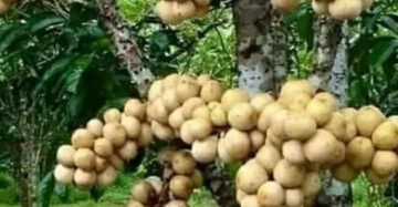 Lansium Seedless 30 - 50cm