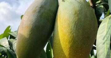 Mango Mahatir 30 - 50cm