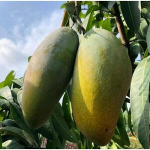 Mango Mahatir 30 - 50cm