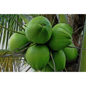Coconut Wulung 30 - 50cm