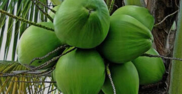 Coconut Wulung 30 - 50cm