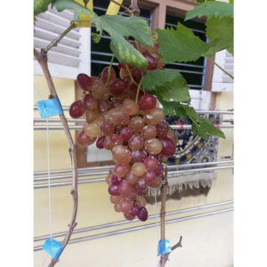 Grapes Ninel 30 - 50cm