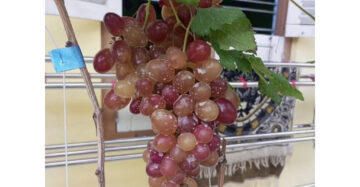 Grapes Ninel 30 - 50cm