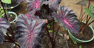 Colocasia The King 2-3 Leaves