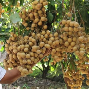 Longan New Kristal 30 - 50cm