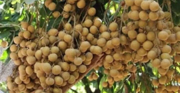 Longan New Kristal 30 - 50cm