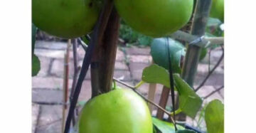 Apple Futsa 30 - 50cm