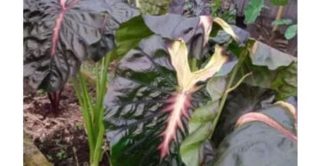 Colocasia Hello Star 2-3 Leaves