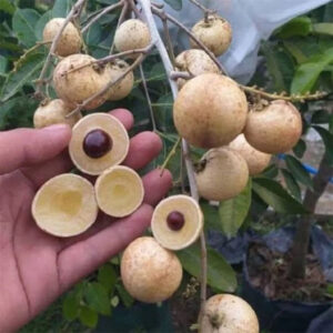 Longan Matalada 30 - 50cm