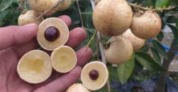 Longan Matalada 30 - 50cm
