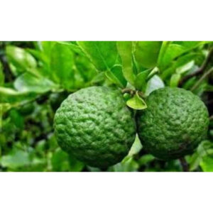 Citrus Hystrix 30 - 50cm