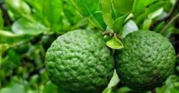 Citrus Hystrix 30 - 50cm