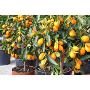 Citrus Nagami 30 - 50cm