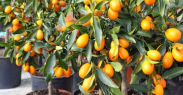 Citrus Nagami 30 - 50cm