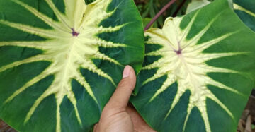 Colocasia Full Moon Hybrid 2-3 Leaves