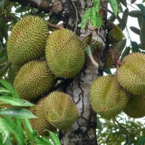 Durian Musaking 30 - 50cm
