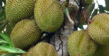 Durian Musaking 30 - 50cm