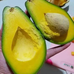 Avocado Mentega 30 - 50cm