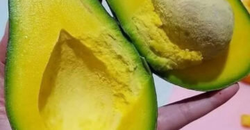 Avocado Mentega 30 - 50cm
