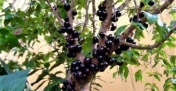 Grapes Brasil 30 - 50cm