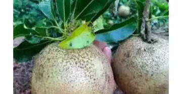 Sapodilla Jumbo 30 - 50cm