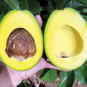 Avocado Miki 30 - 50cm
