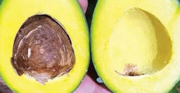 Avocado Miki 30 - 50cm