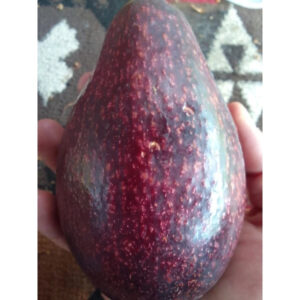 Avocado Red Vietnam 30 - 50cm