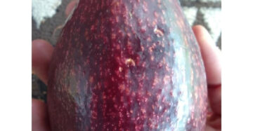 Avocado Red Vietnam 30 - 50cm