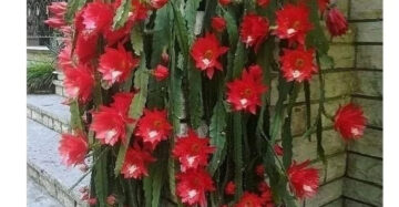 Epiphyllum Oxypetalum Red Flower 20 - 30cm