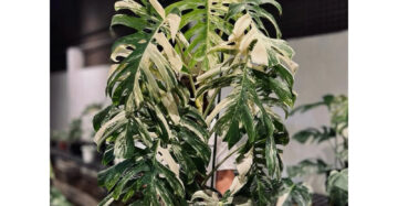 Monstera Deliciosa Albo 2-3 Leaves