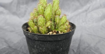 Cereus Repandus medium size