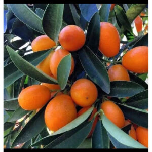 Citrus Kimkit Madu 30 - 50cm