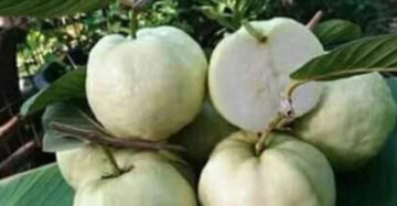 Guava 30 - 50cm
