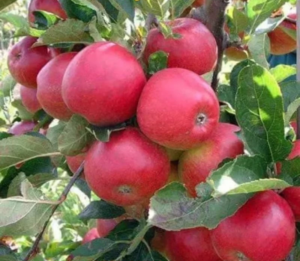 Apple Anna 30 - 50cm