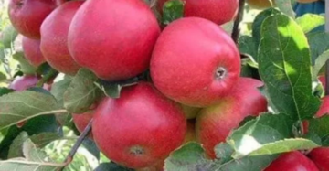 Apple Anna 30 - 50cm