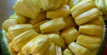 Jackfruit Madu 30 - 50cm