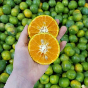 Citrus Ice 30 - 50cm