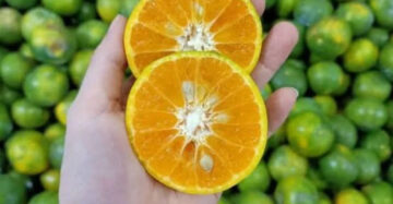 Citrus Kasturi 30 - 50cm
