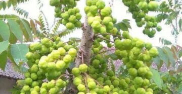 Phyllanthus Acidus 30 - 50cm