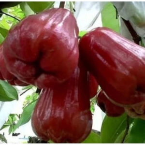 Jambos Red Honey 30 - 50cm