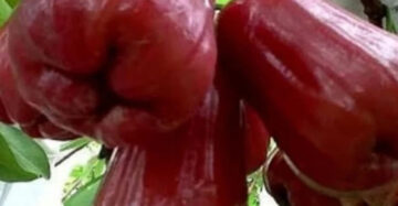 Jambos Red Honey 30 - 50cm
