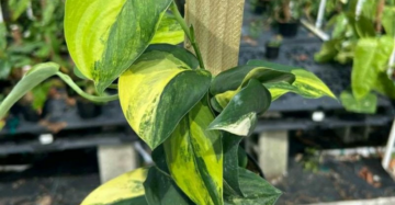 Scindapsus Jade Satin Variegated 2 - 4 leaves