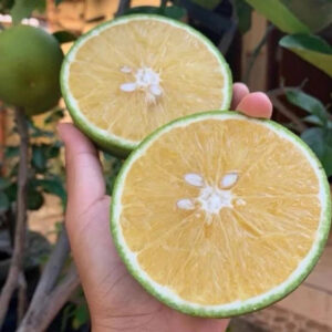 Citrus Baby Pacitan 30 - 50cm