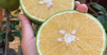 Citrus Baby Pacitan 30 - 50cm
