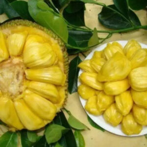 Jackfruit Salak 30 - 50cm