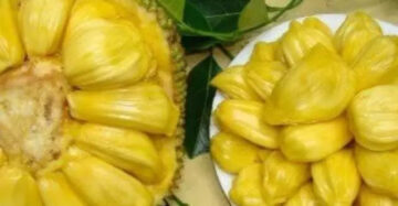 Jackfruit Salak 30 - 50cm
