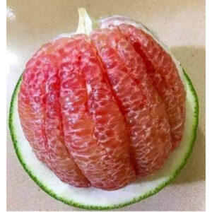 Citrus Bali Madu Jumbo 30 - 50cm